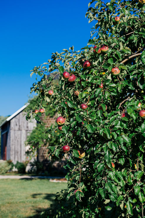 Load image into Gallery viewer, apples growing on a tree