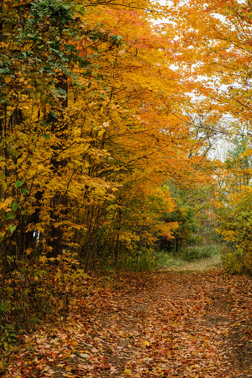 Load image into Gallery viewer, Pathway through a forest with trees displaying autumn foliage