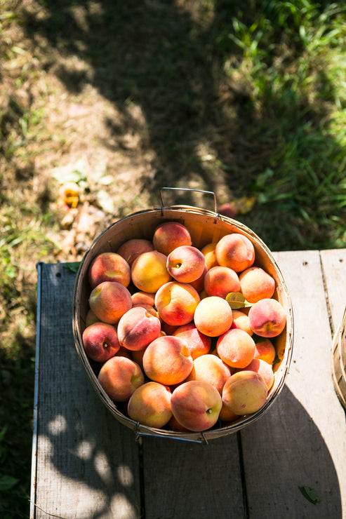 Load image into Gallery viewer, a bushel basket of freshly picked peaches