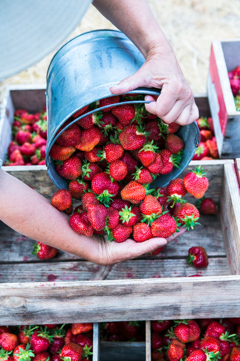 Load image into Gallery viewer, Someone pouring out a metal bucket of strawberries into a wooden crate