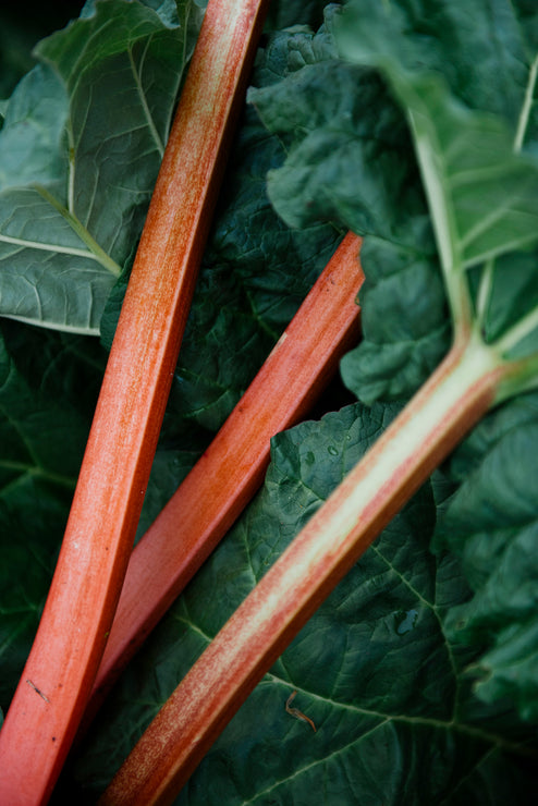 Load image into Gallery viewer, Stalks of rhubarb