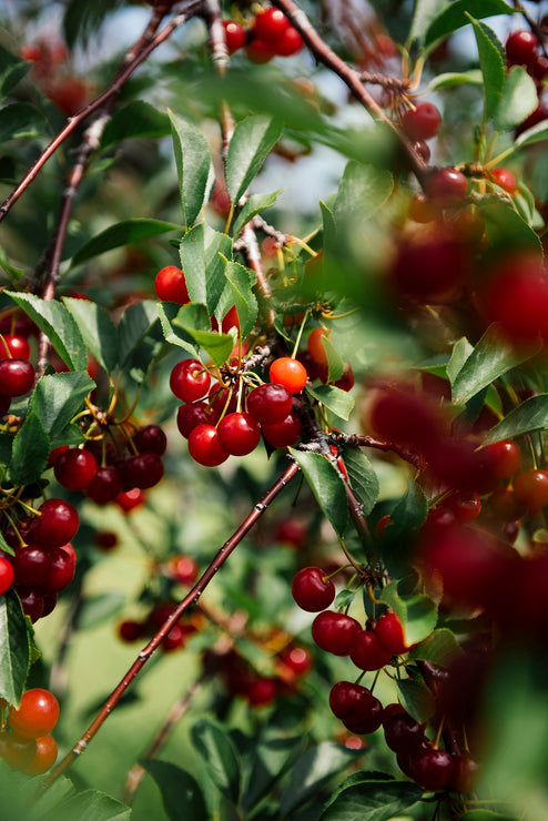 Load image into Gallery viewer, Sour Cherries hanging from tree branches