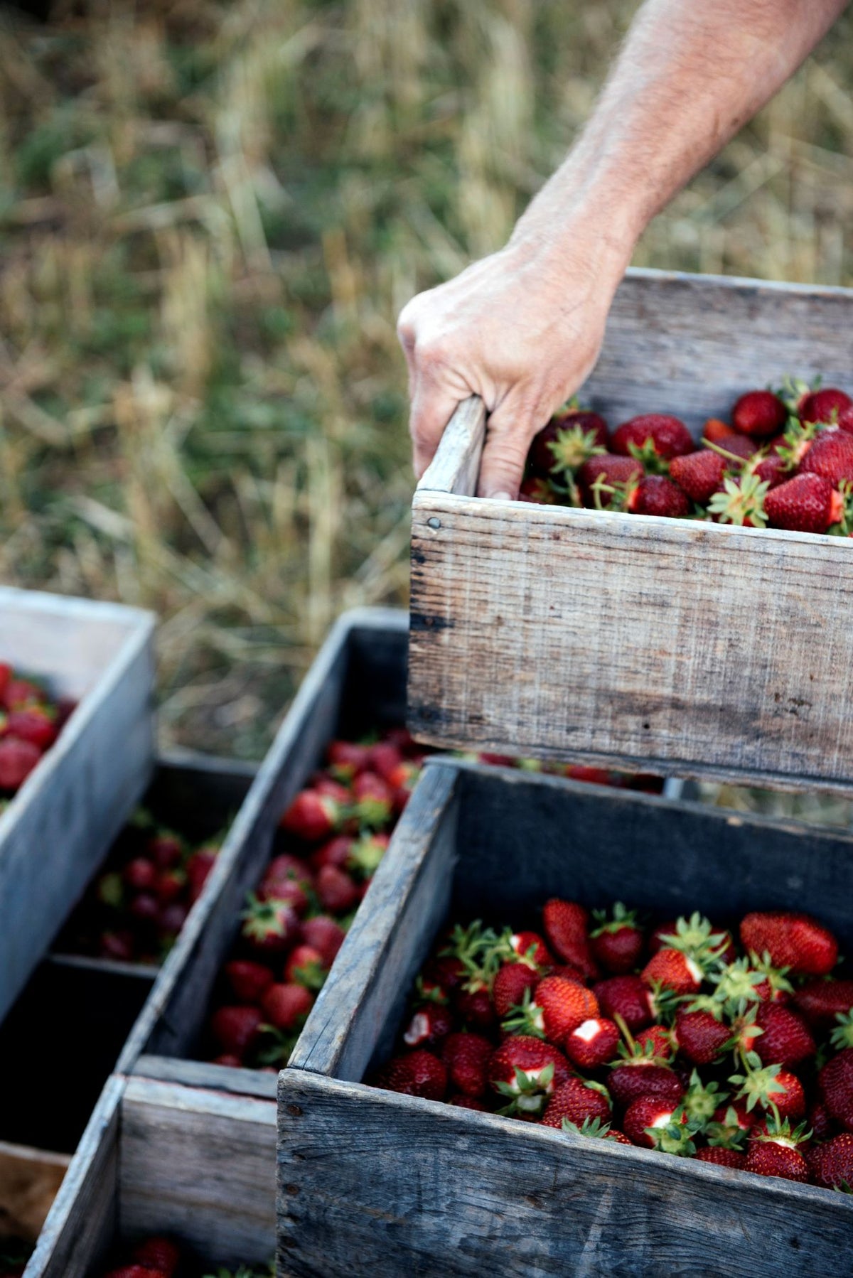 A hand lifting a wooden crate of fresh strawberries with other crates of strawberries on the ground in a field.