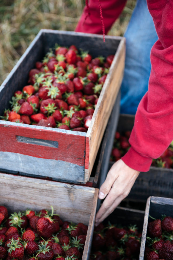 Person sorting strawberries into wooden crates outdoors