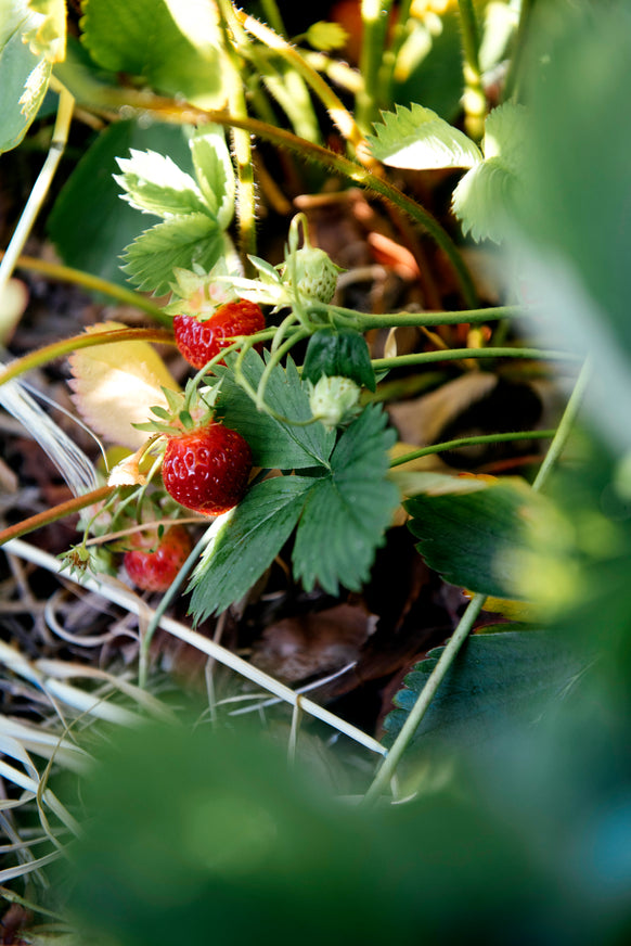 strawberries ripening on the vine