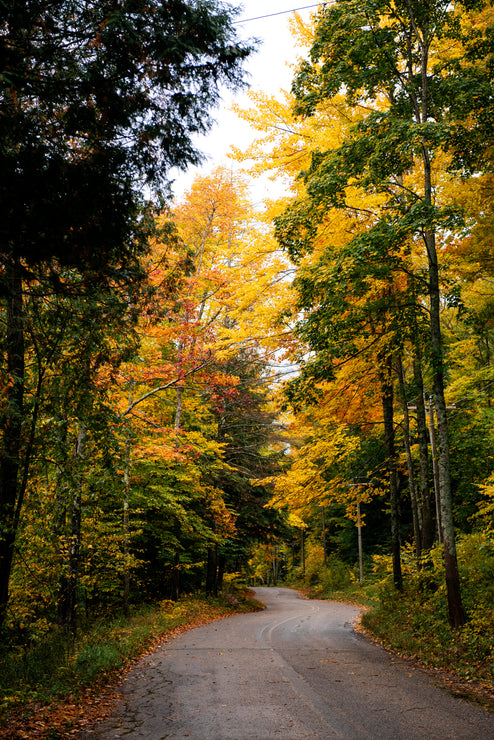 Load image into Gallery viewer, a road lined with trees turning colors in the fall
