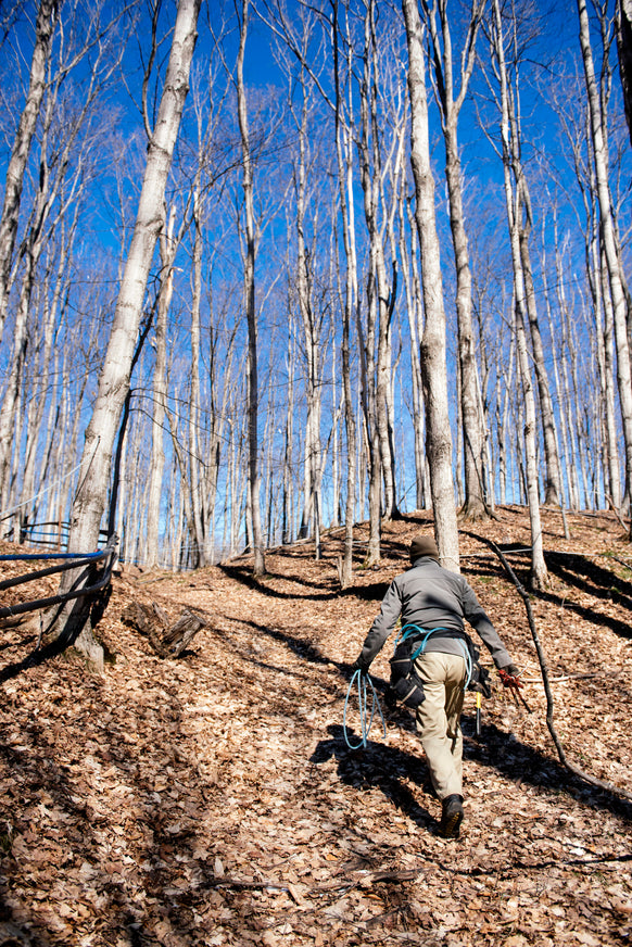 Person walking through bare maple trees with blue tubing and a clear blue sky background.