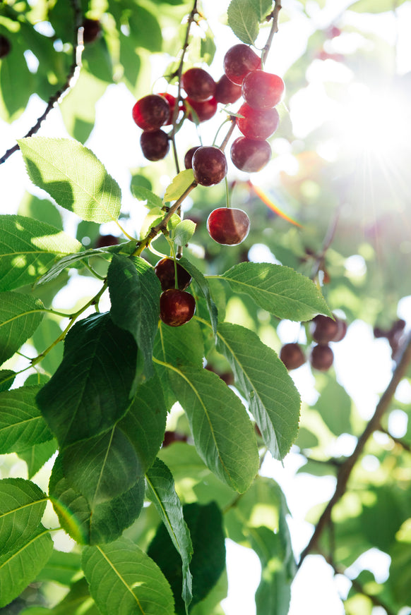 cherries ripening on a tree branch in the sun
