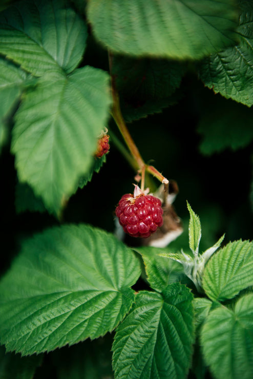 Load image into Gallery viewer, red raspberries ripening on a bush
