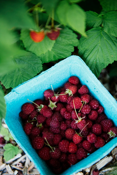Load image into Gallery viewer, a freshly picked quart of red raspberries
