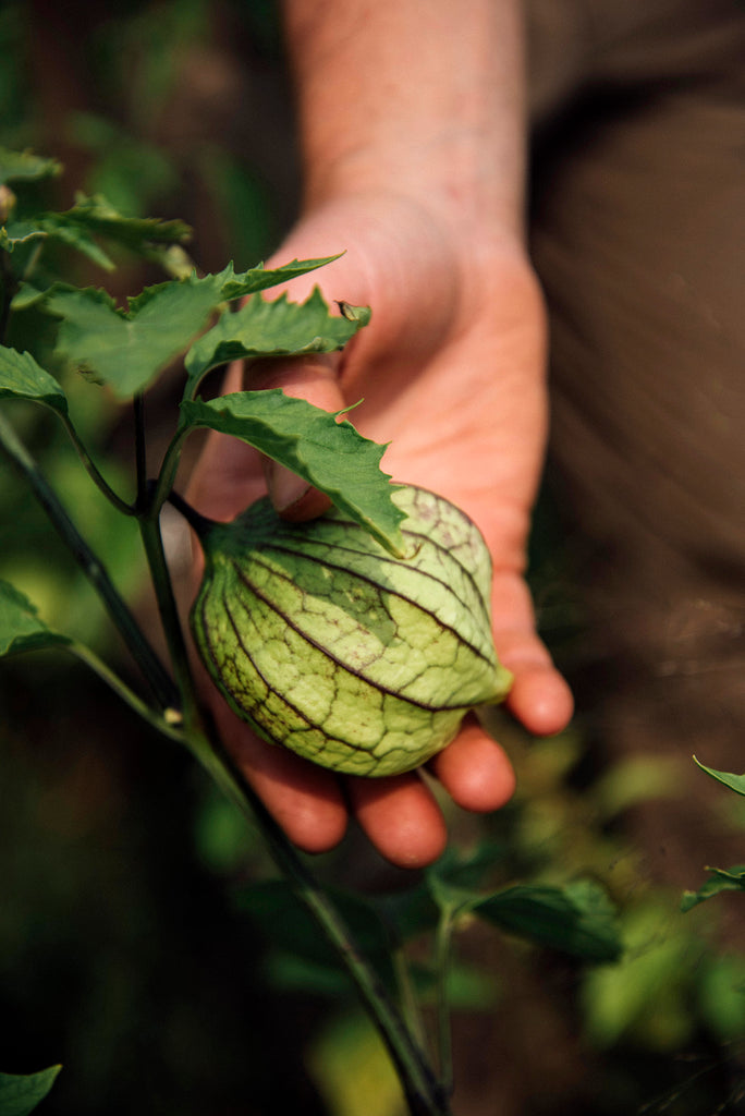 A tomatillo on the vine
