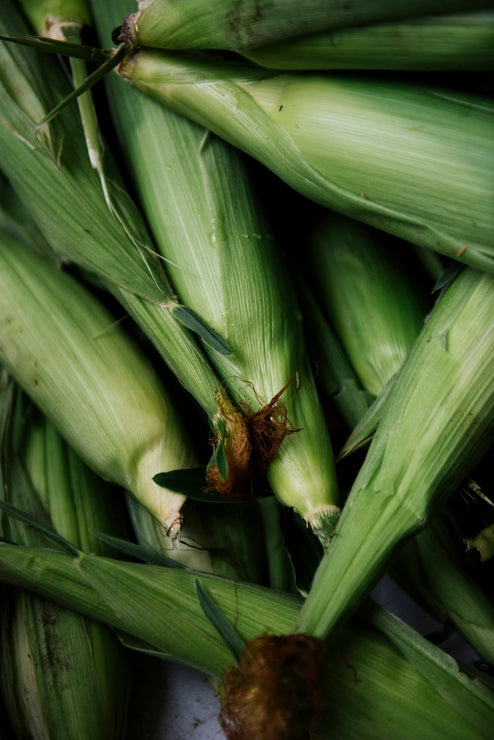 Load image into Gallery viewer, freshly picked ears of corn
