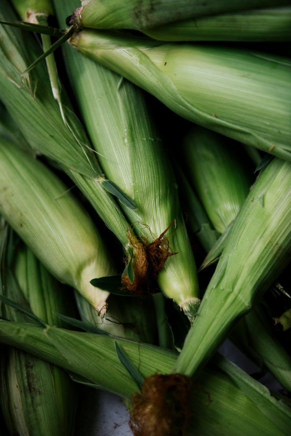 freshly picked ears of corn