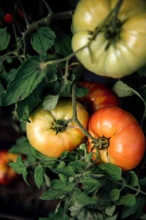 Load image into Gallery viewer, heirloom tomatoes ripening on the vine
