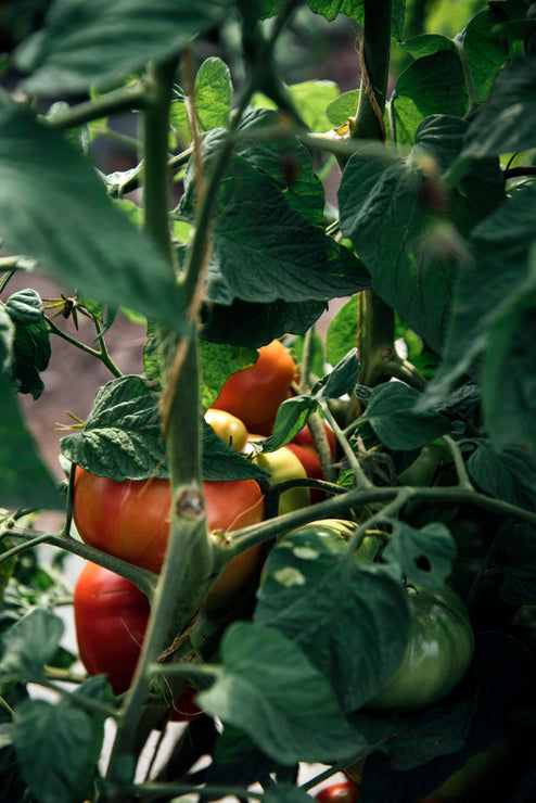 Load image into Gallery viewer, Tomatoes growing on a vine with green leaves
