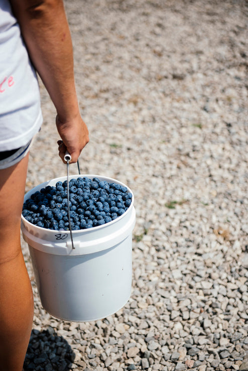 Load image into Gallery viewer, a bucket of freshly picked blueberries being carried
