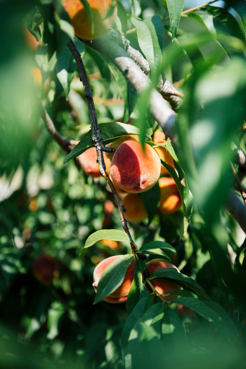 Load image into Gallery viewer, peaches ripening on the tree

