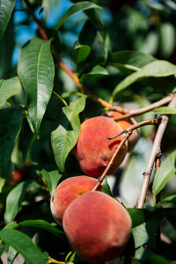peaches ripening on the tree