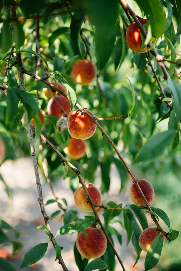 Peaches hanging from a tree branch with green leaves.