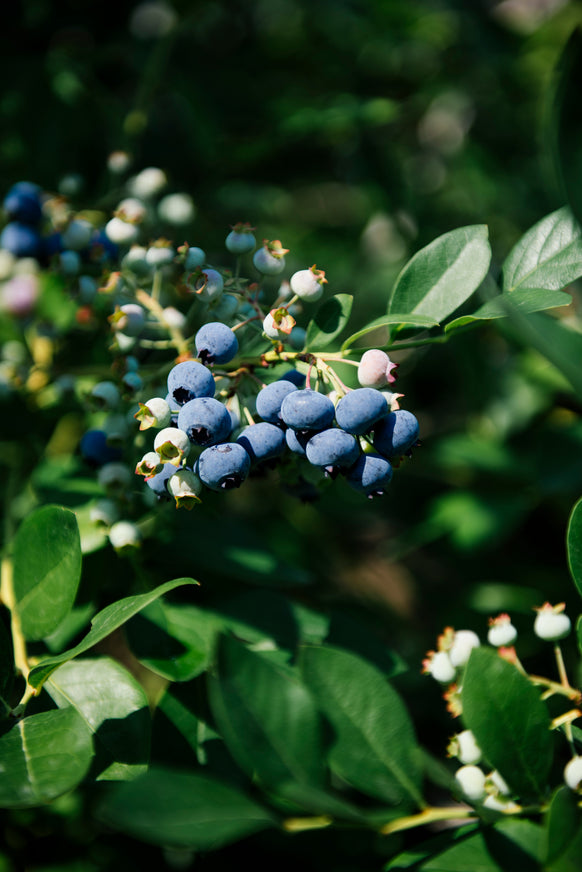 blueberries rippening on a branch