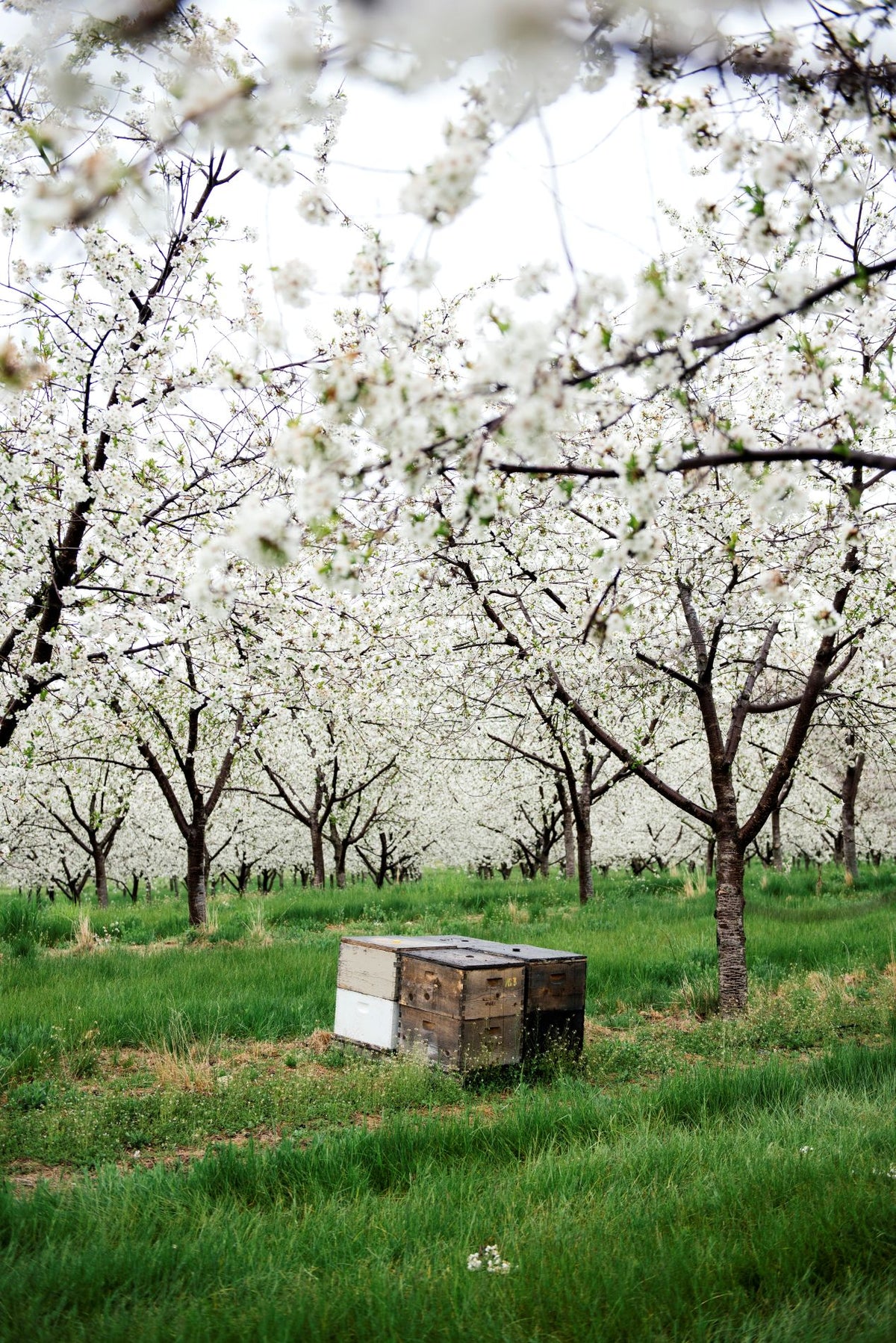 An orchard of flowering cherry trees with green grass and some wooden fruit crates