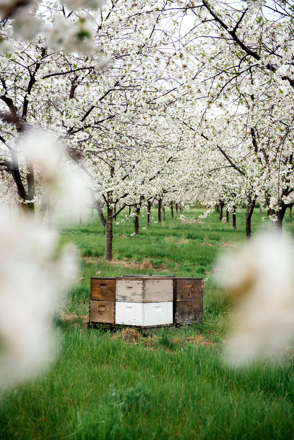 Star Thistle Honey