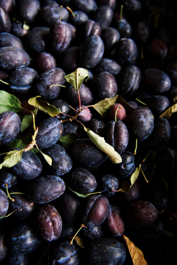 Close-up of dark purple plums with green leaves on a dark background