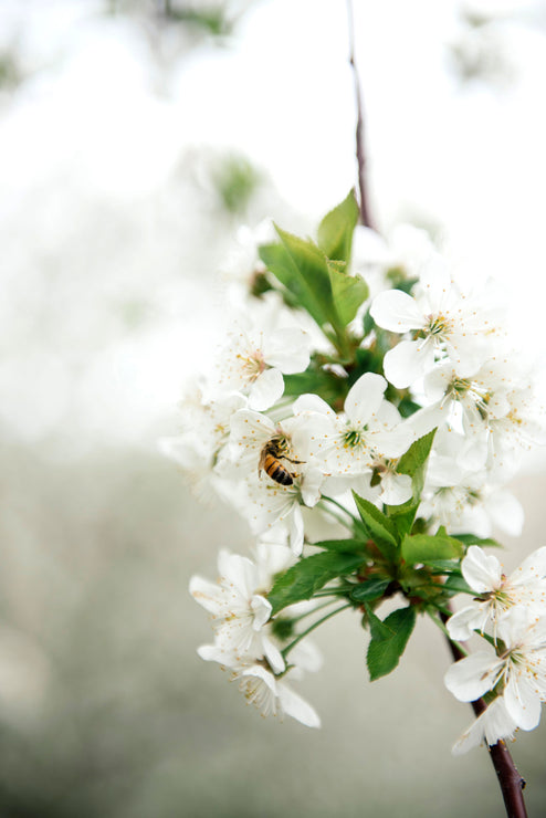 Load image into Gallery viewer, a bee eating from cherry blossoms on a tree
