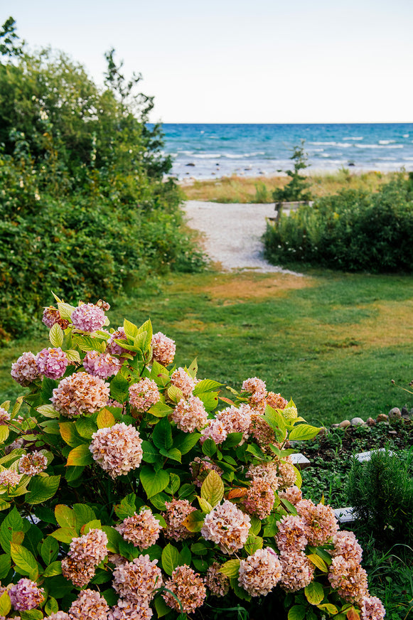 a blooming pink hydrangea with a path to lake michigan in the background