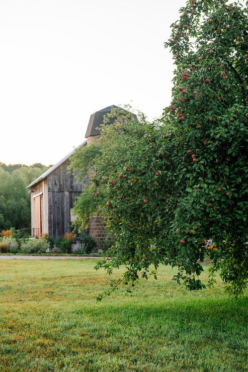 Load image into Gallery viewer, apples ripening on a tree
