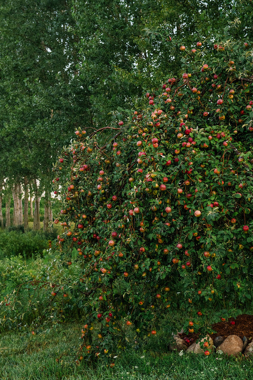 Load image into Gallery viewer, apples ripening on a tree
