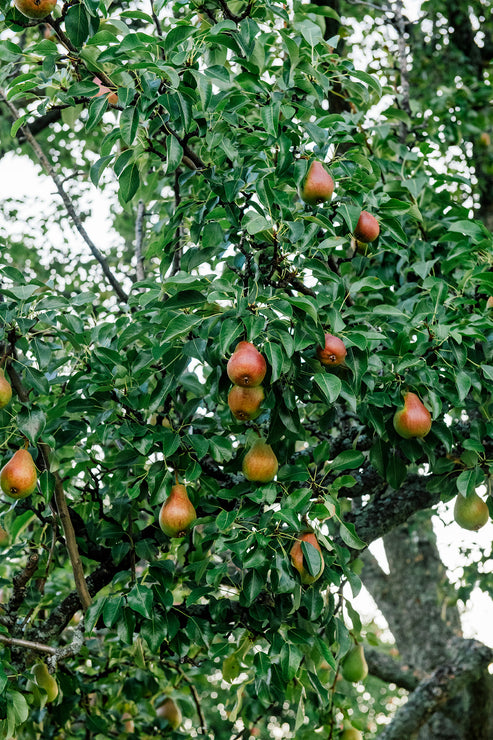 Load image into Gallery viewer, bartlett pears ripening on a tree
