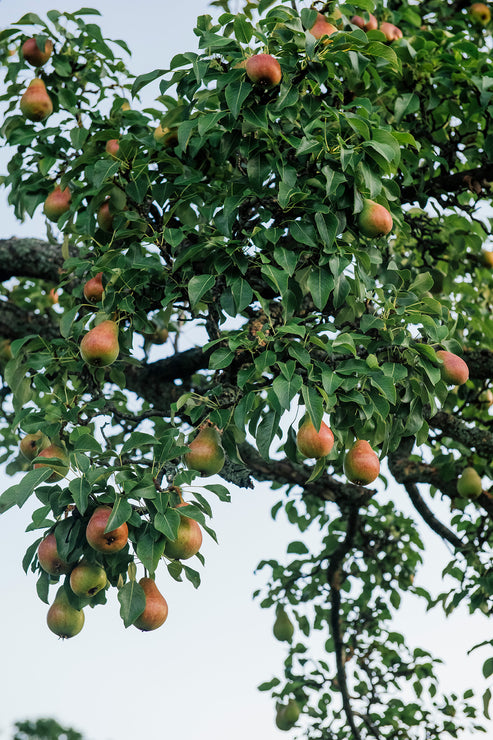 Load image into Gallery viewer, Tree with hanging pears against a clear sky
