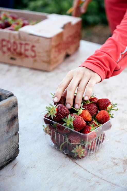 Load image into Gallery viewer, hand adding freshly picked strawberries to a quart box
