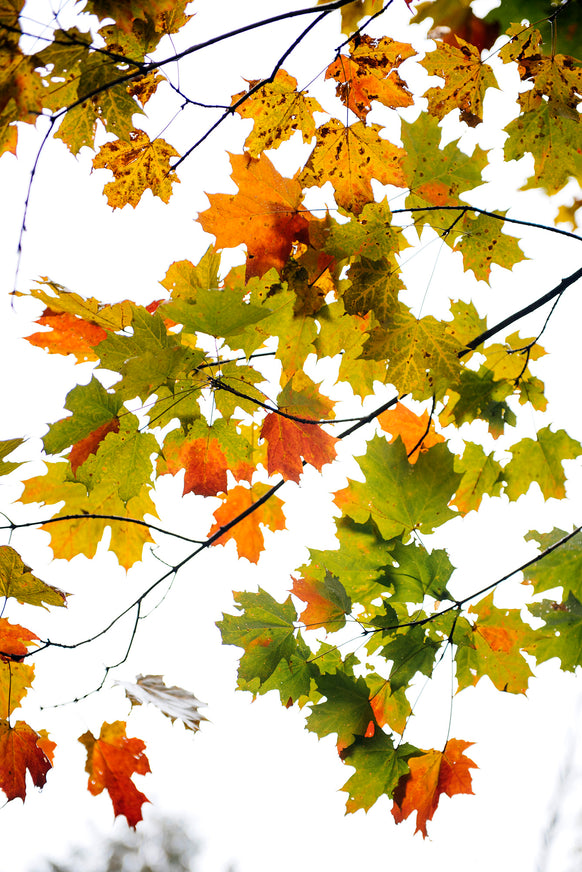 Changing leaves in the fall