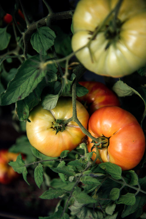 Load image into Gallery viewer, Ripe heirloom tomatoes on the vine
